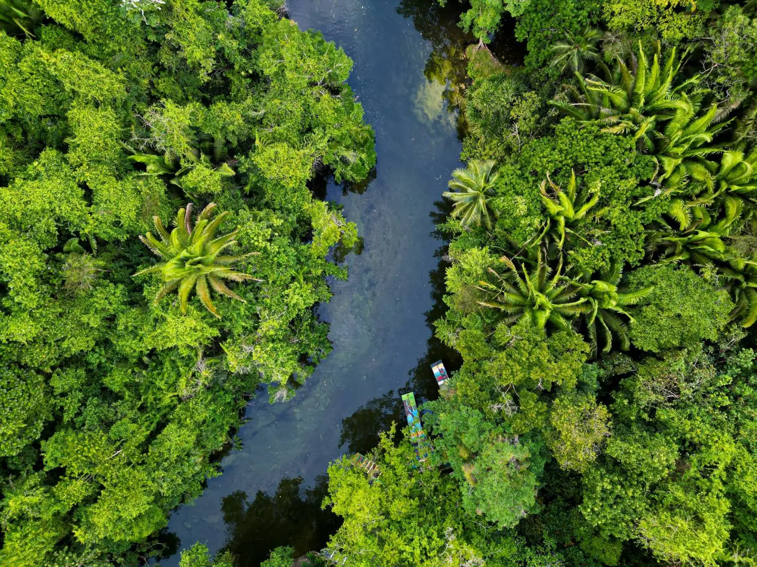River winding through dense forest, seen from above